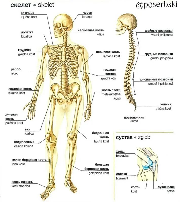 скелеты текст. скелеты текст. скелет опора тела. скелеты текст. скелет это опора тела человека.