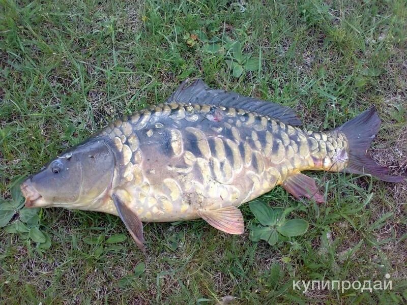 Карп эльб. Сазан (cyprinus carpio). карп рамчатый. золотистый карп. ангелинский зеркальный карп.