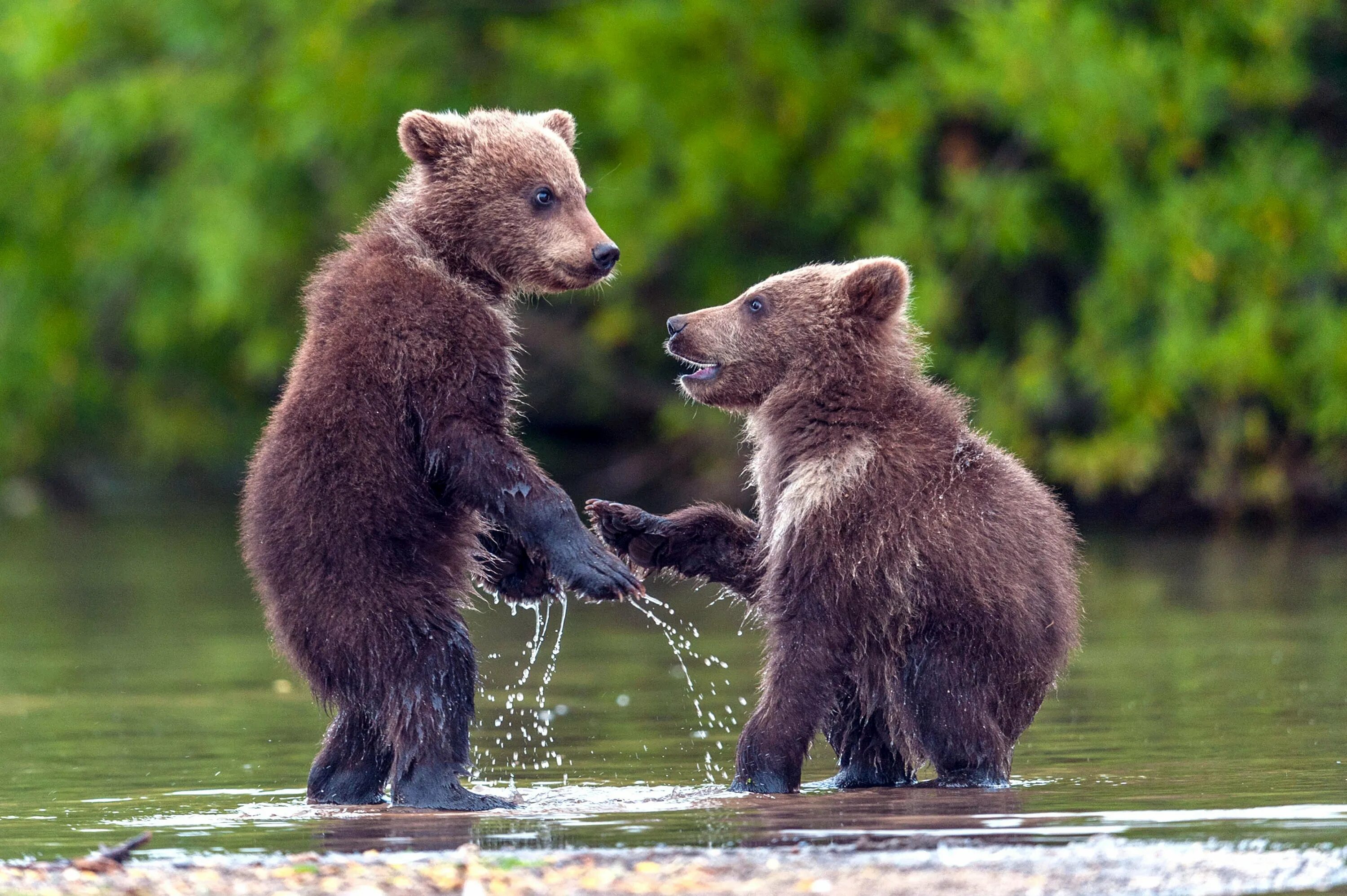 Bear 2 go