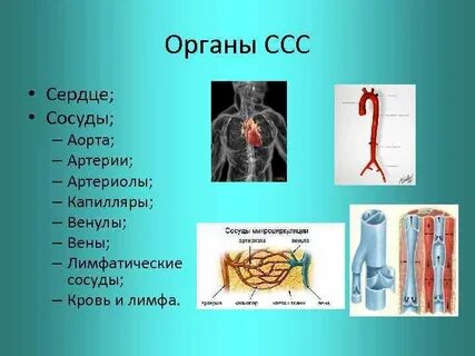 Кровеносный сосуд аорта