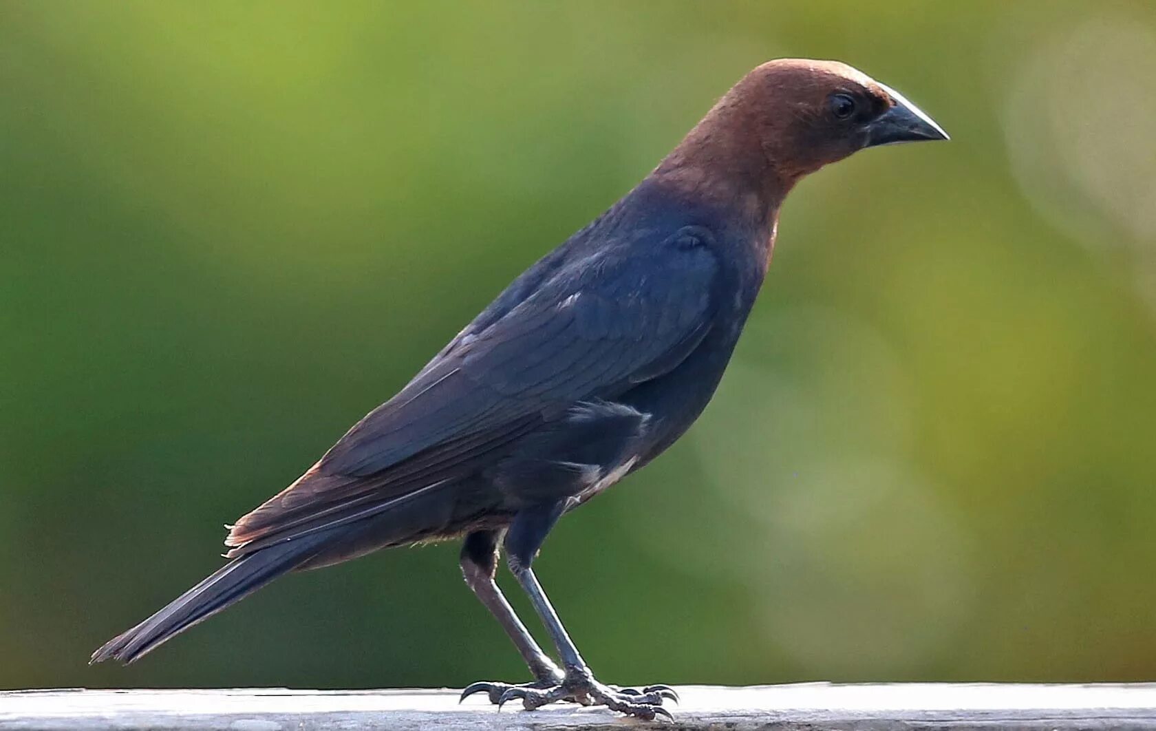 Brown bird. Птица с раздвоенным хвостом. птица коричневого цвета. черная птица с белыми боками. cowbird.