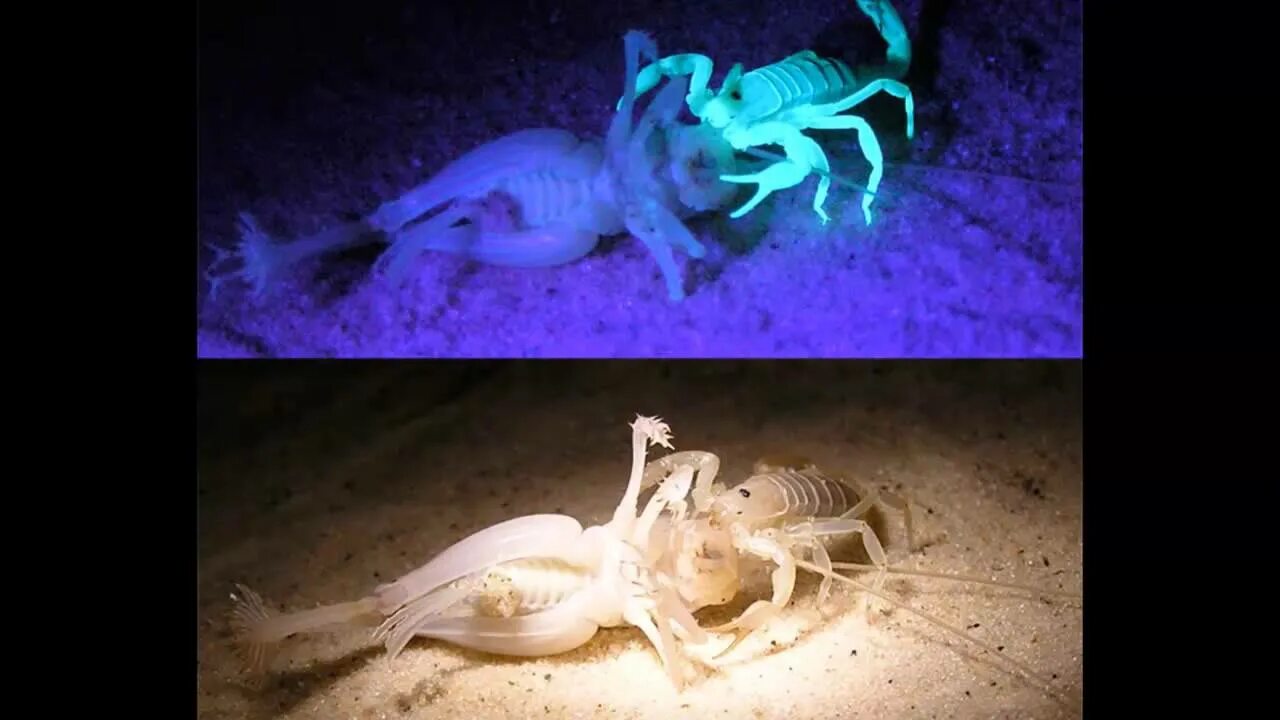 Видеть в ультрафиолетовом спектре. Светящиеся Скорпионы. Светящиеся существа. Скорпион в ультрафиолете. Люминесцентный Скорпион.