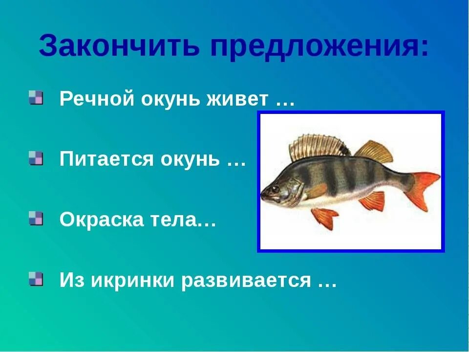 Окунь презентация. Речной окунь. Окунь рыба описание для детей. Окраска речного окуня.