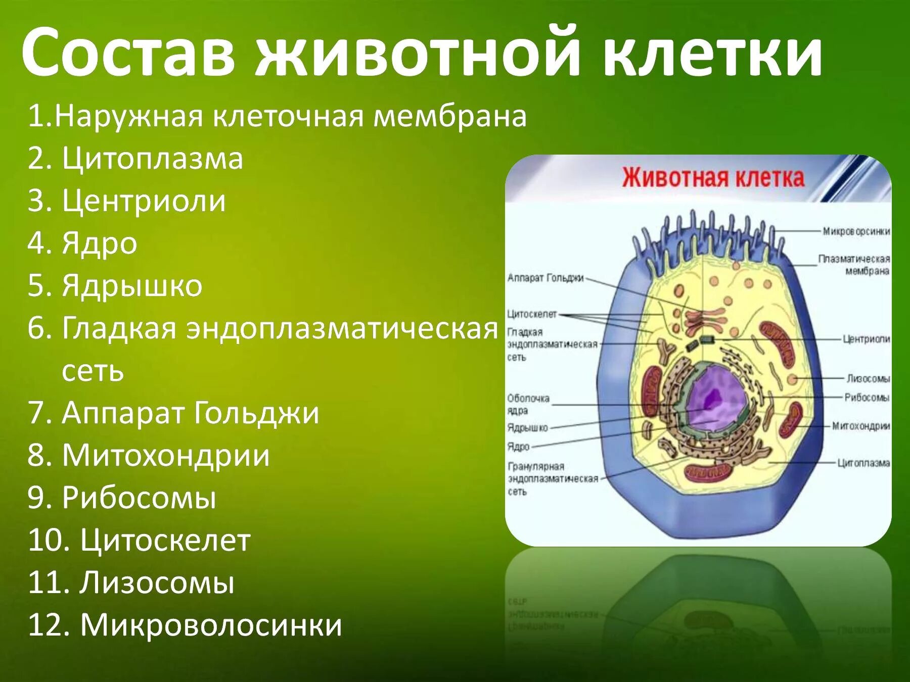 Какие элементы входят состав клетки. Состав клетки биология 5 класс животной клетки. Строение клетки мембрана цитоплазма органоиды ядро. Строение цитоплазмы животной клетки. Строение органелл животной клетки.