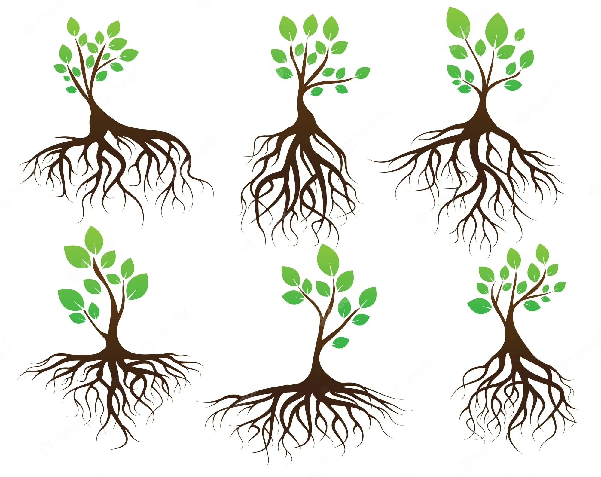 Root