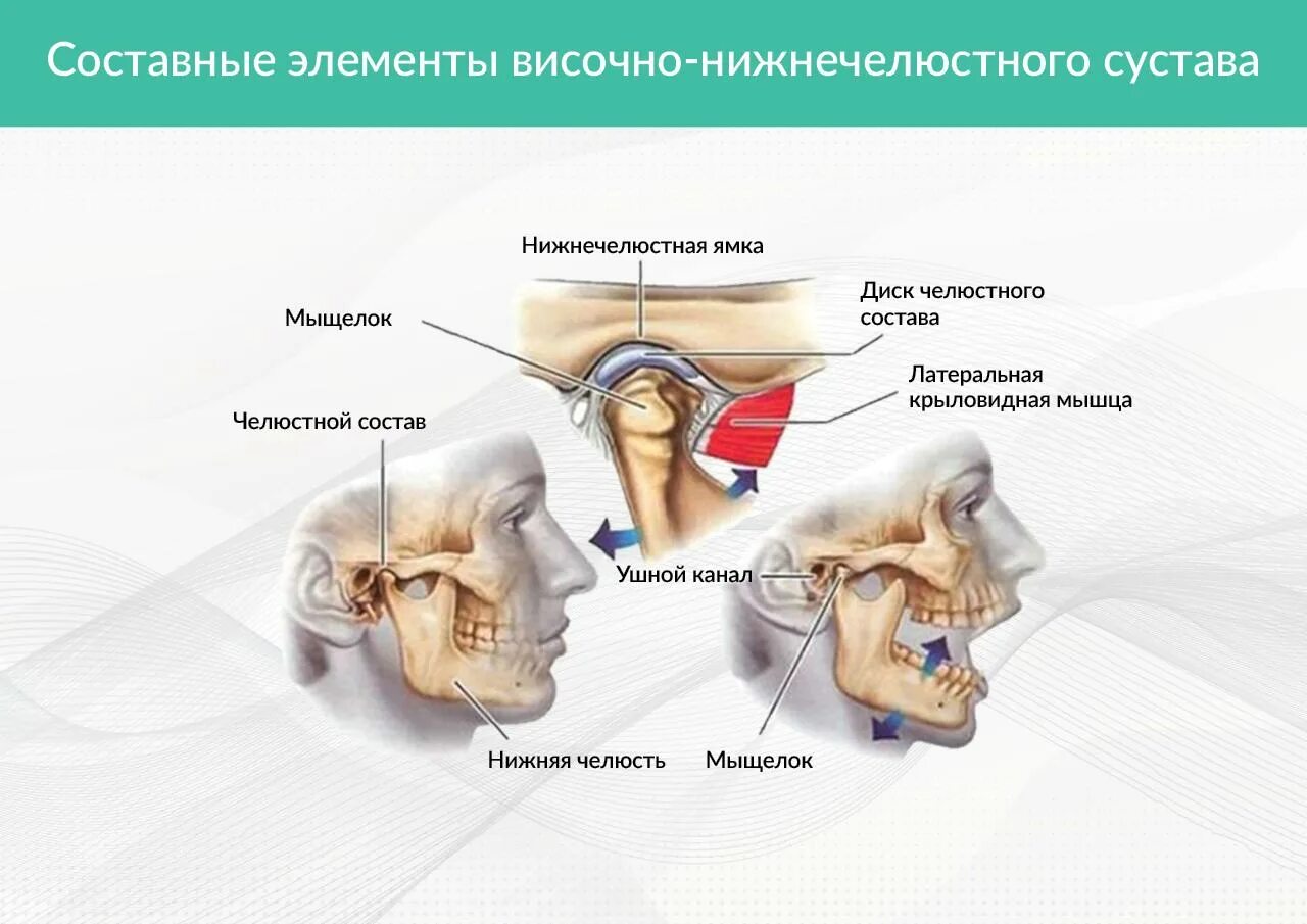 Внчс уха. Строение сустава ВНЧС. Анатомическое строение височно-нижнечелюстного сустава (ВНЧС).. Височно-нижнечелюстной сустав сустав анатомия строение. Височно-нижнечелюстной суставной диск.