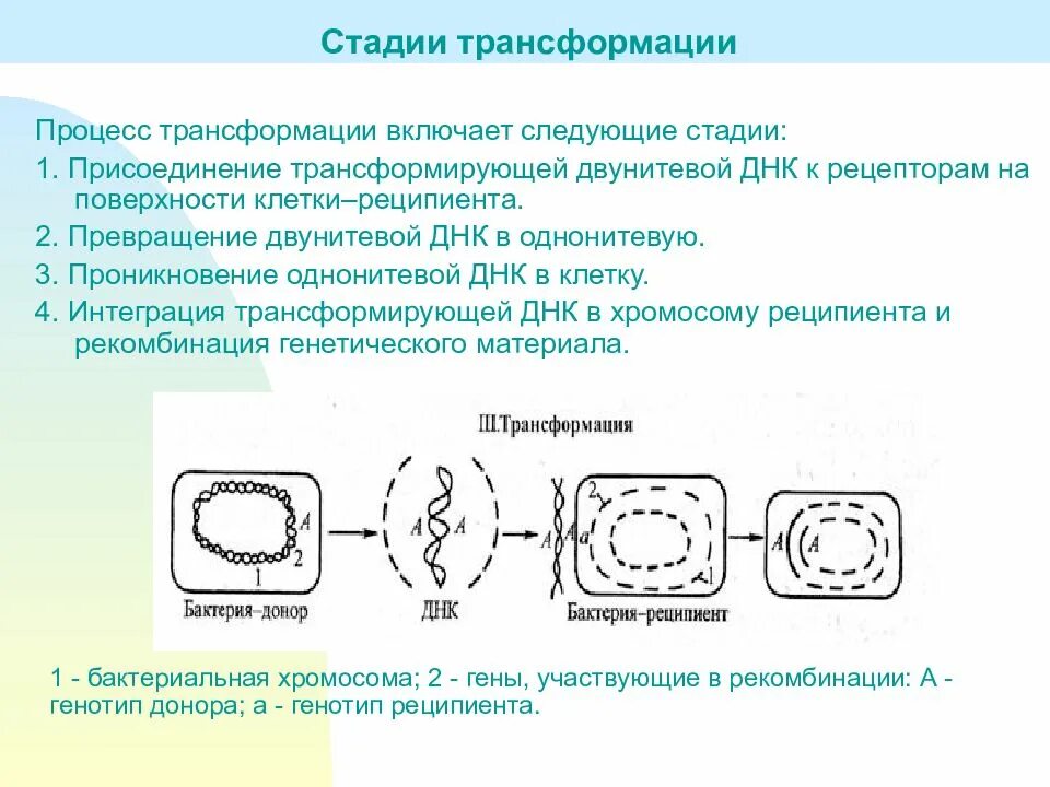 Трансформация кратко. Этапы трансформации микробиология. Трансформация бактерий схема. Основные этапы трансформации бактерий. Механизм трансформации микробиология.