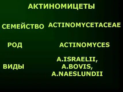 Таксономия актиномицетов