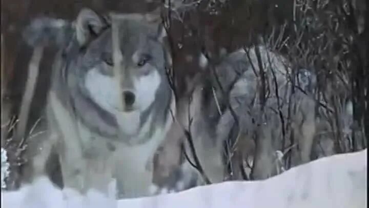 Клип про Волков. Одинокий волк клип. Волки любители музыки. Волки песня. Добрый волки песню