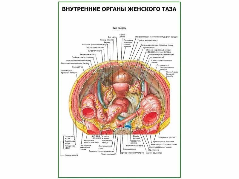 Внутренние органы женщины. Внутренние органы женщины схема. Строение женских внутренних органов. Внутренние женские органы анатомия. Как устроены женские половы органы