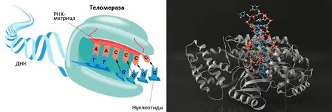 Фермент теломеразы что это