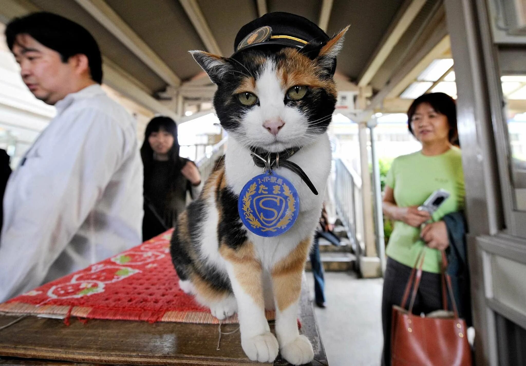 Жизнь кошечек. Кот начальник станции в Японии. Японские коты. Кот Япония. Трёхцветная кошка Япония.