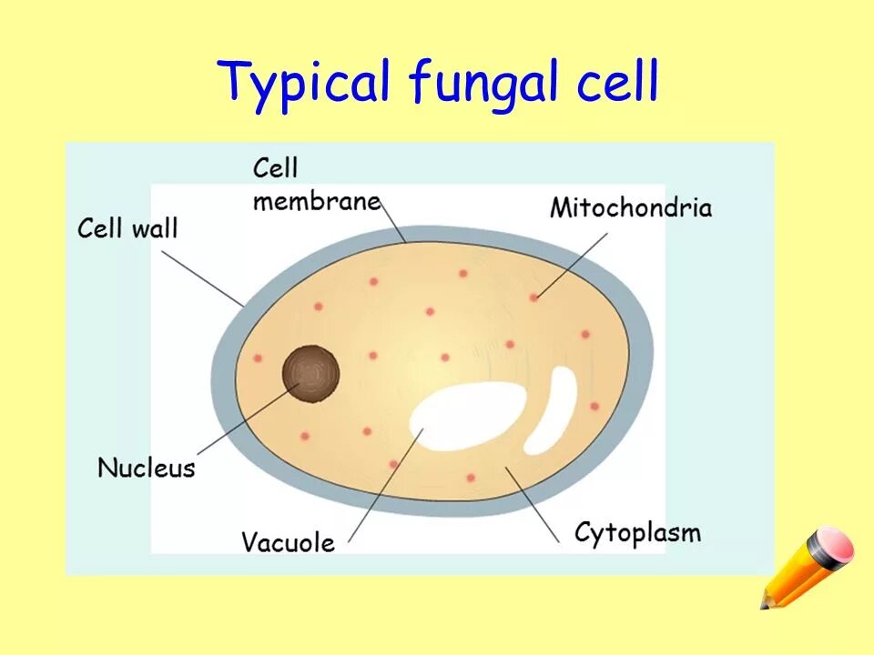 Fungal Cell. Fungal Cell structure. Fungi Cell structure. Fungal Cell membrane.