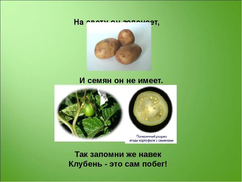 Как называется плод картофеля. Клубень картофеля это плод. картофель плод ягода или клубень. плод картофеля в разрезе. картофель это семя или плод.
