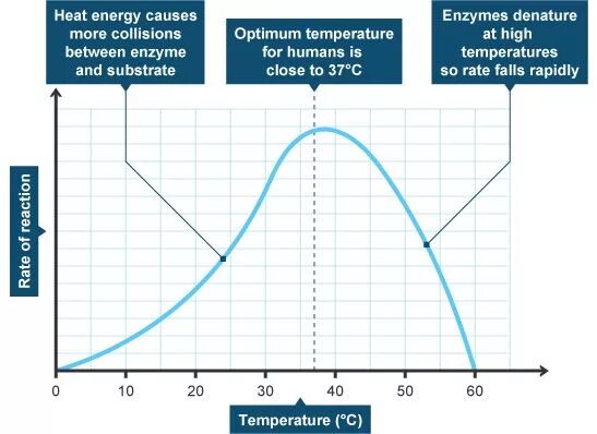The effect of the temperature. Ph and temperature optimum for enzymes. effect of temperature on reaction heat effect. effect of temperature and ph on enzyme activity report. graph of concentration on the temperature.
