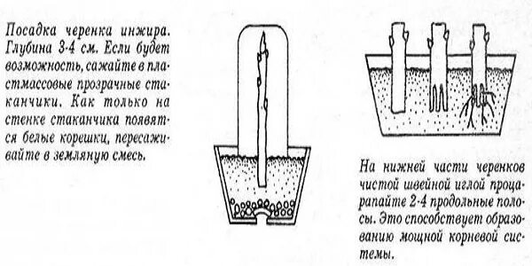 Как посадить голос. Черенкование винограда схема посадки. Схема посадки Чубуков винограда. Правильная посадка черенков винограда схема. Посадка винограда черенками в грунт.