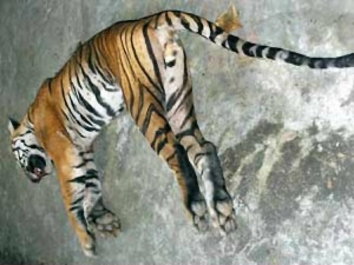 Тигры в тайланде. Сундари тигрица. Dead tiger. Dead tiger. Dead tiger.