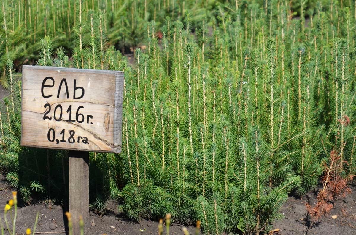 Гау рб стерлитамакский лесхоз. Гау рб. Гау рб. Макаровский лесхоз ишимбай. Министерство лесного хозяйства рт лого.