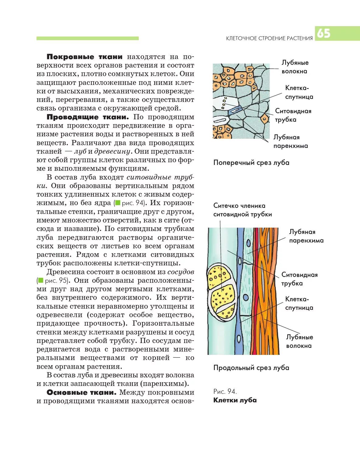 Образована живыми или мертвыми клетками. Особенности клеток лубяных волокон. Покровная ситовидные трубки. Покровная ткань ситовидные трубки. Ситовидные клетки луба функции.