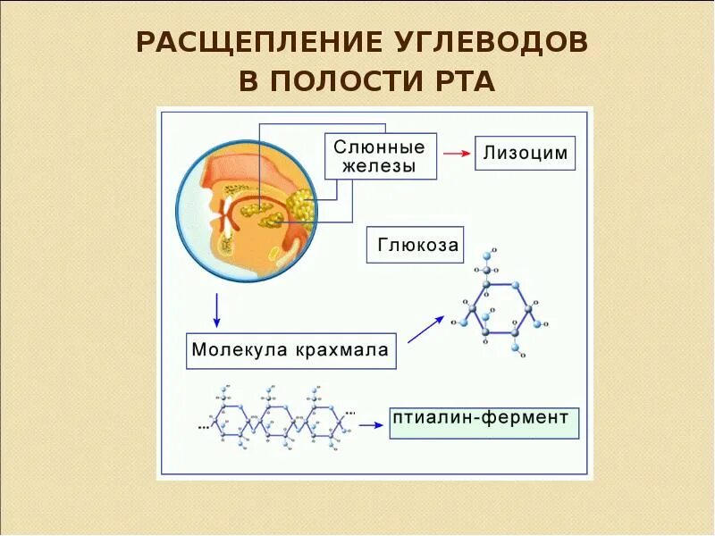 Правильная последовательность процессов расщепления углеводов. Расщепление сложных углеводов. расщепление углеводов в ротовой полости. распад углеводов. схема расщепления углеводов.