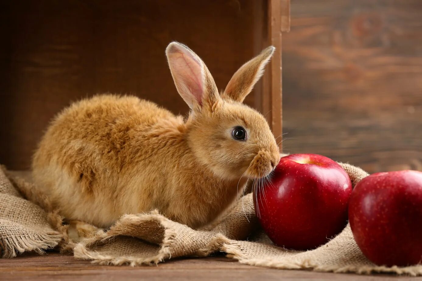 Можно кролику яблоко. Яблочные кролики. Кролик с яблоками. Яблочные кролики арт. Кролики из яблок.