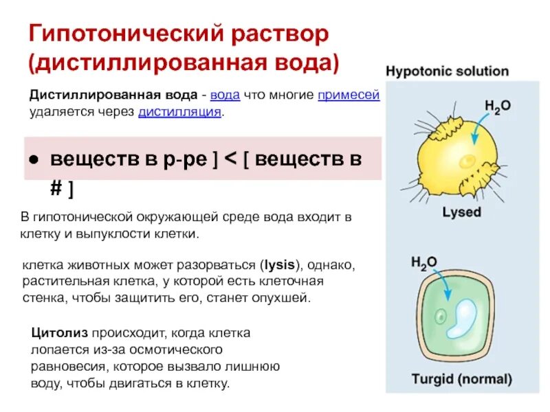 Клетка в дистиллированной воде. Гипотонический раствор. Дистиллированная вода и клетка. Дистиллированная вода это гипотонический раствор. Клетку поместили в дистиллированную воду