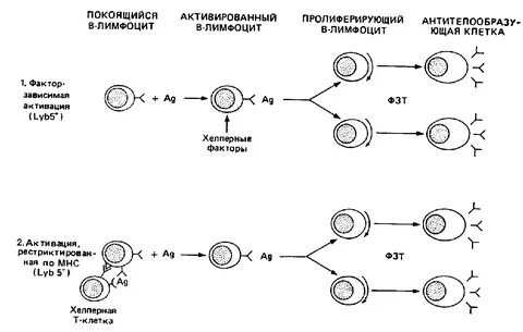 Активация в лимфоцитов