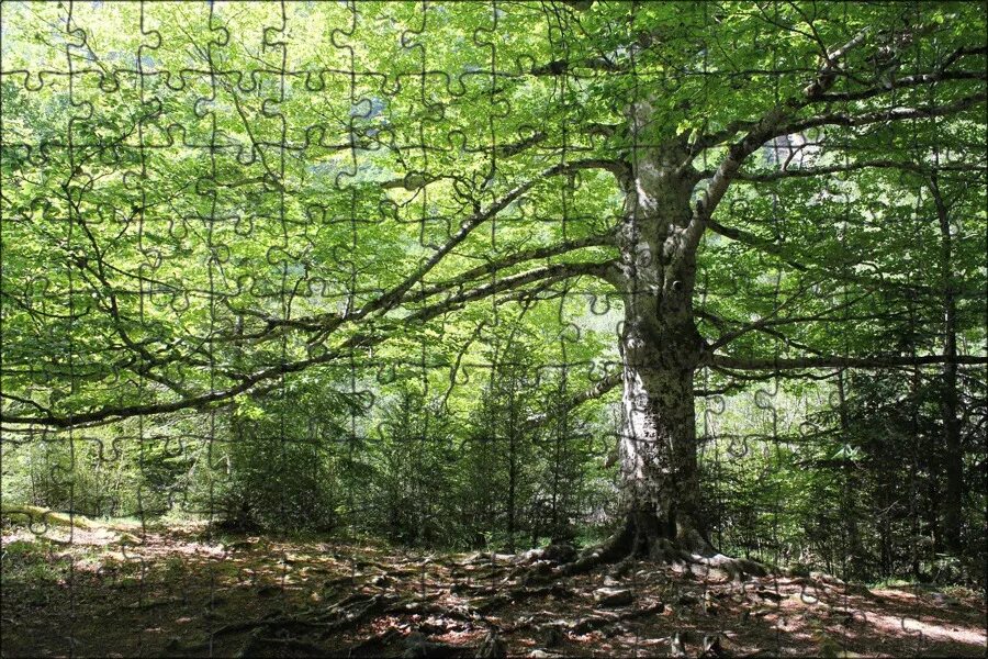 Какие деревья могут быть в лесу