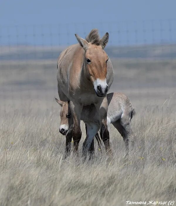 лошади пржевальского оренбургский. оренбургский заповедник лошади. заповедник лошадей пржевальского оренбург. жеребенок. лошадь пржевальского оренбург.
