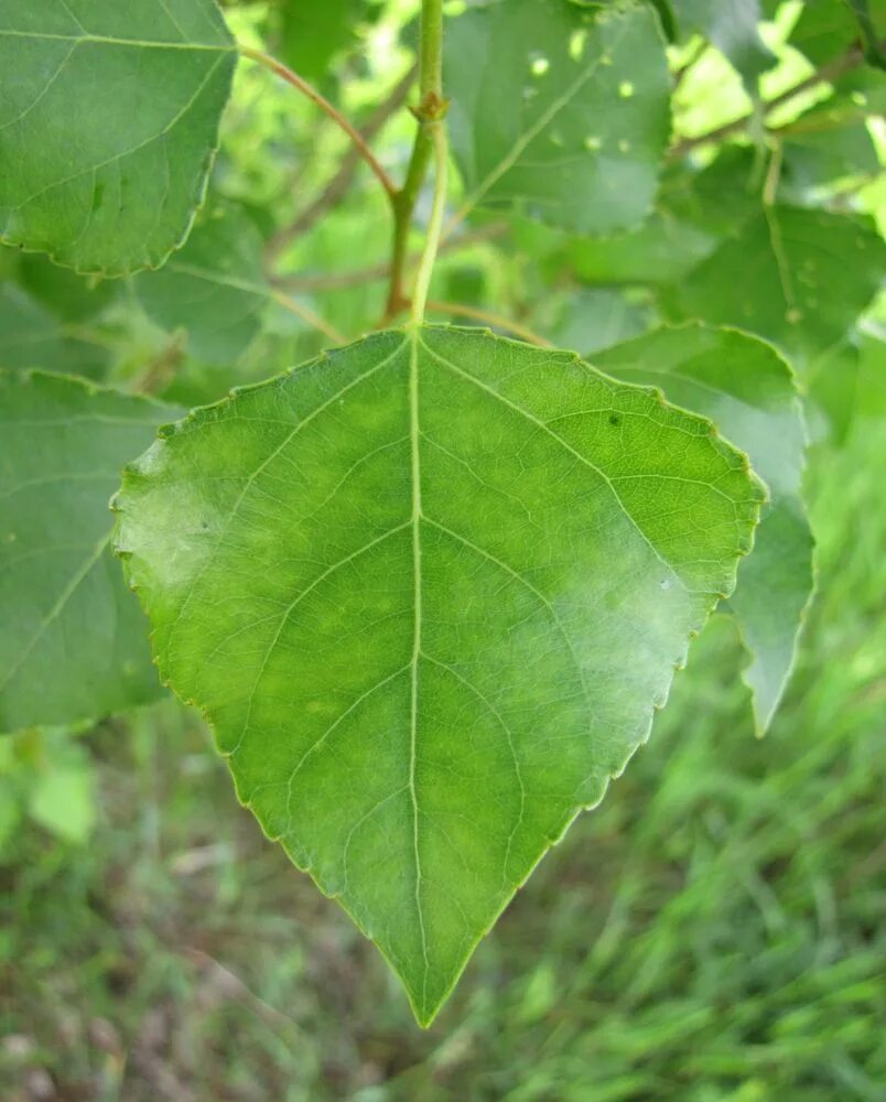 Populus italica Image of an specimen Plantarium