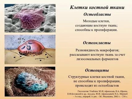 Какие признаки характерны для данного костной ткани