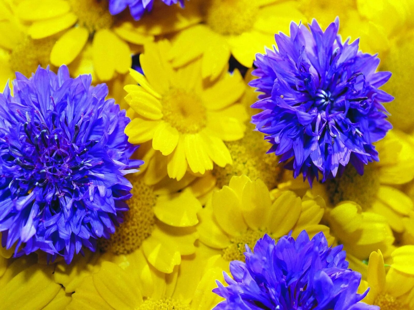 Синий желтый голубой. Синий и желтый. Желто синие цветы. Голубой и желтый. Желто голубые цветы.