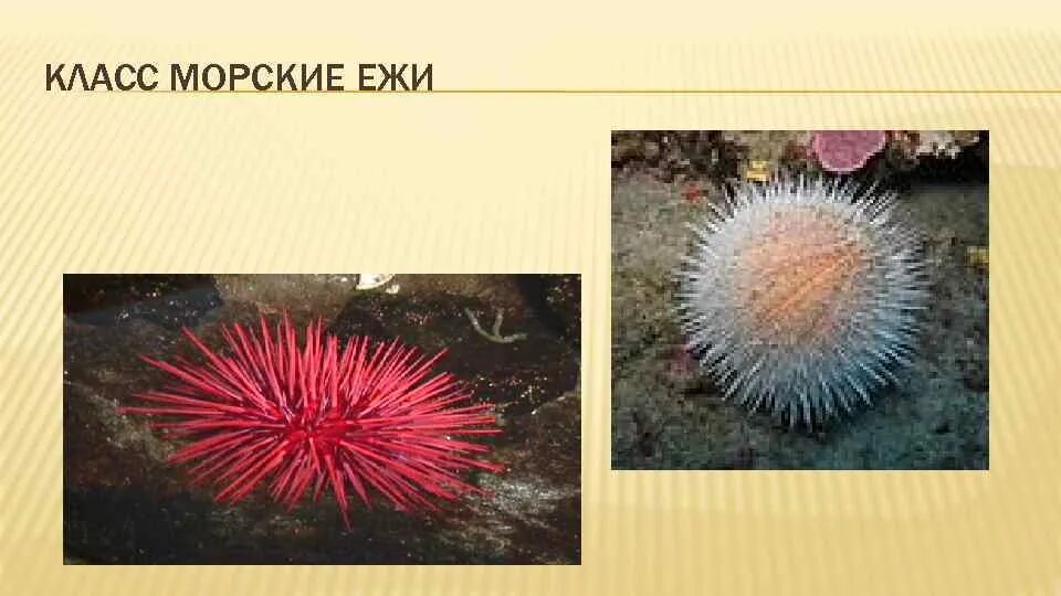 Морской еж класс животных. Класс морские ежи. класс морские ежи представители. морские ежи презентация. морской еж доклад.