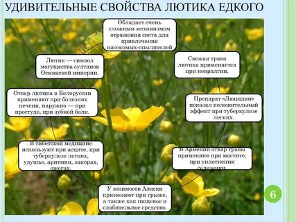 Лютик дзен