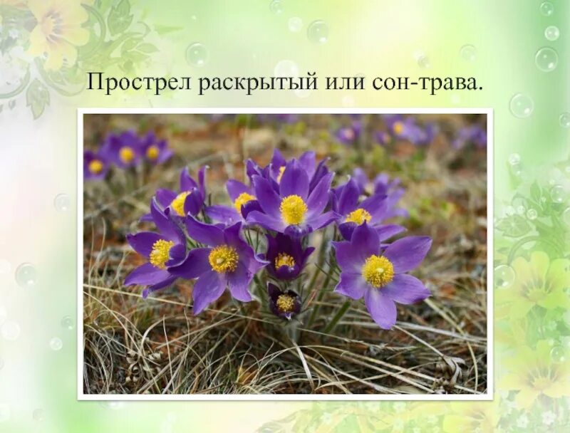 Расскрытую или раскрытую