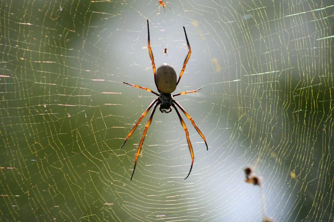 Паук нефил. Argiope пауки-кругопряды. Мадагаскарская Нефила. Насекомые в паутине.