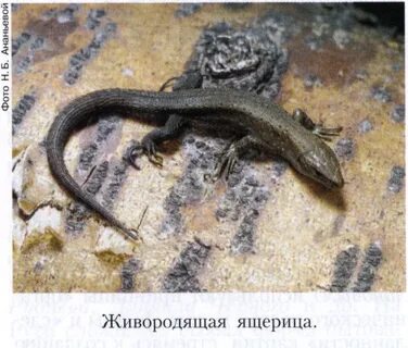 Живородящая ящерица фото