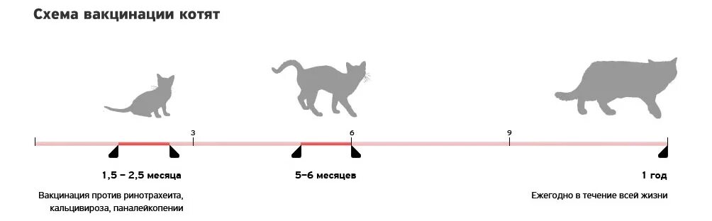 Котята по возрасту. Схема прививок для котят от рождения до года. Какие прививки делают котам в 1 год. Какие прививки необходимо сделать коту?. Какие прививки делают котам в 3 года.