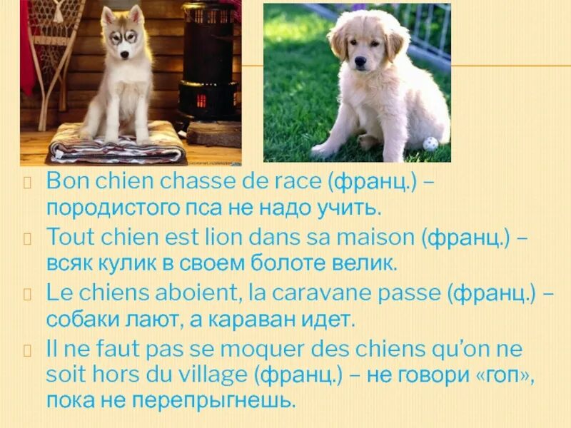 Chaque chien est Lion dans sa Maison русская версия. Английские пословицы про собак английском. Сибимо порода собаки. Старую собаку не научить новым трюкам пословица на английском языке. Игра башня слов породы собак