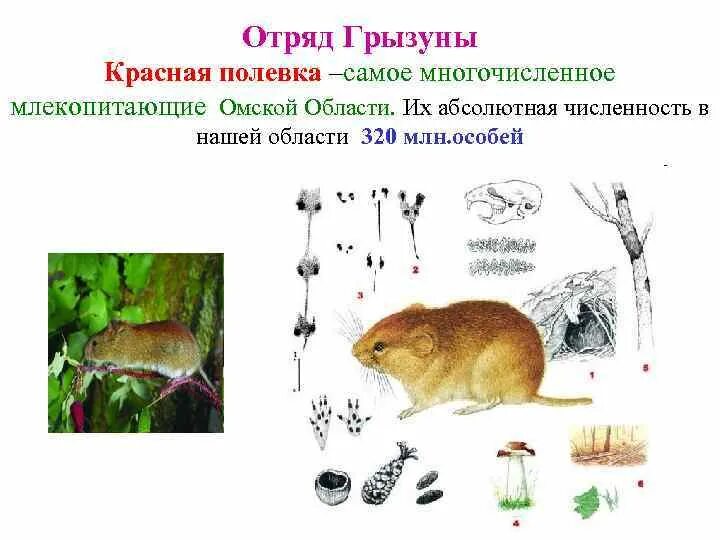 Самый многочисленный отряд. Самый многочисленный отряд