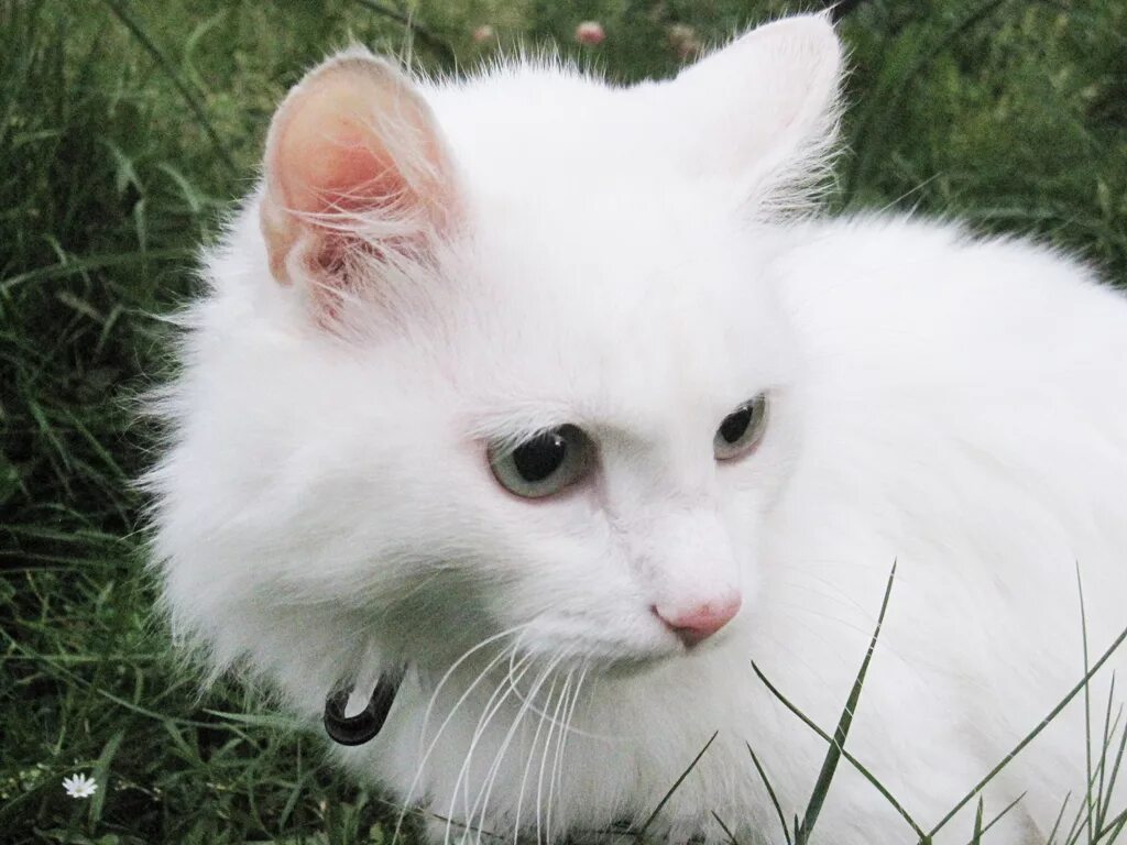 Как называется белая порода кошек. Ангорская кошка. Турецкая ангора кошка. Турецкая ангора белая. Ангорская кошка короткошерстная.