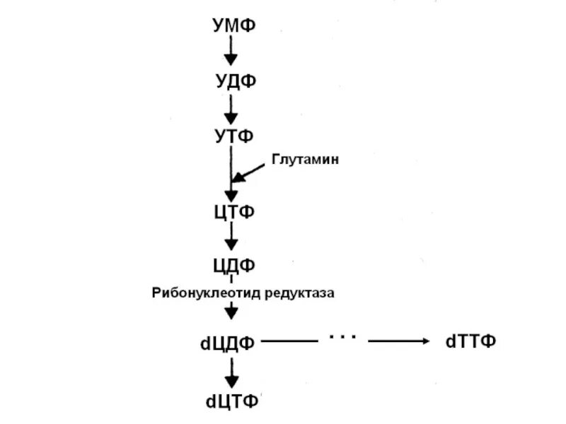 Утф биохимия. Цдф формула биохимия. умф в удф. цдф-цтф. умф удф утф.