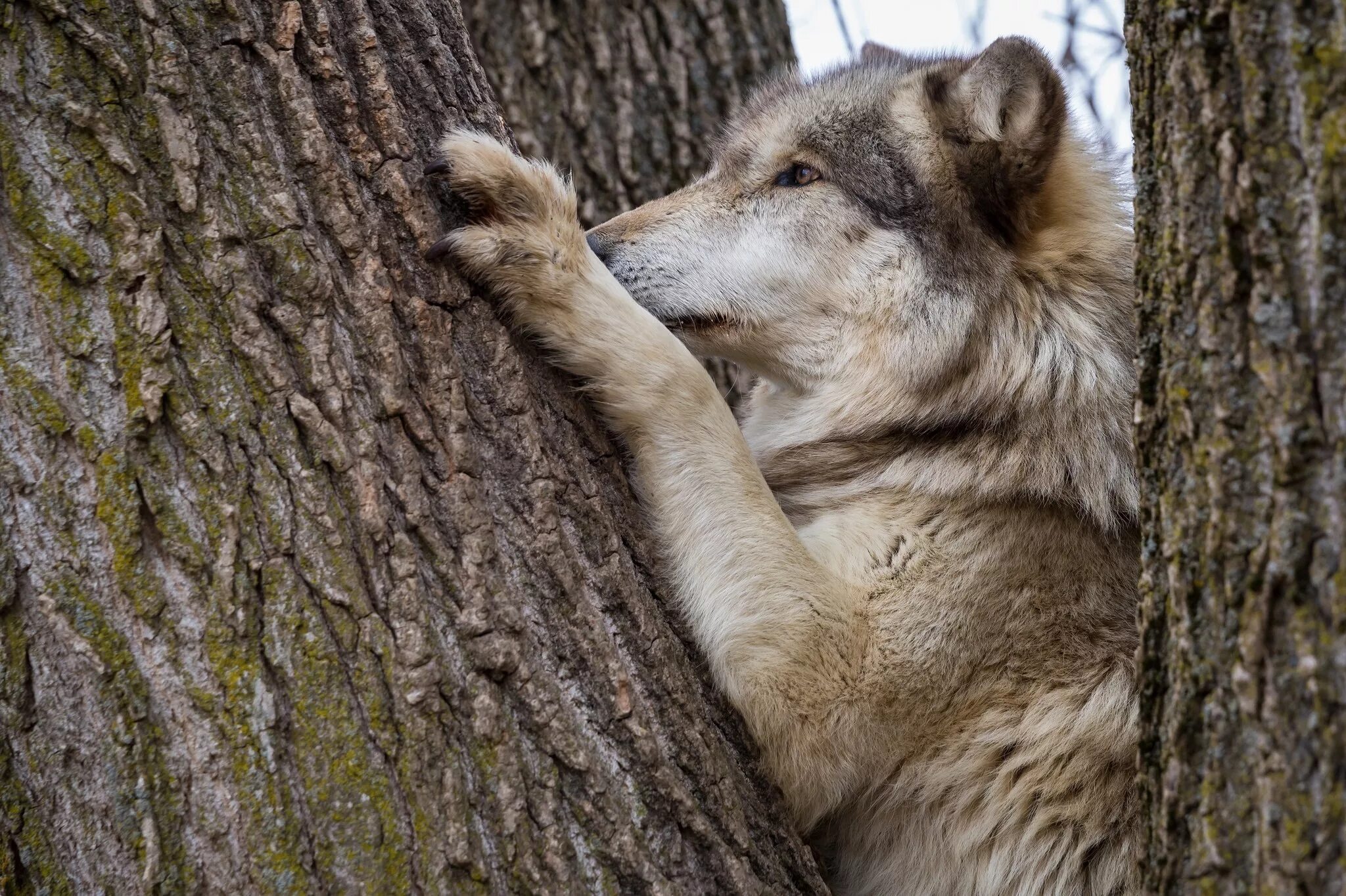 Волк мультяшный. Широколиственные леса волк. Волк в лесу. Фото волка в лесу. Волк 1920x1080.