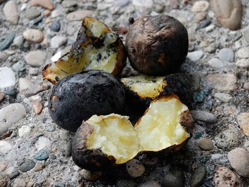 Печеная картошка на костре. Картошка на углях. Печеная картошка в углях. Печеная картошка в угл.
