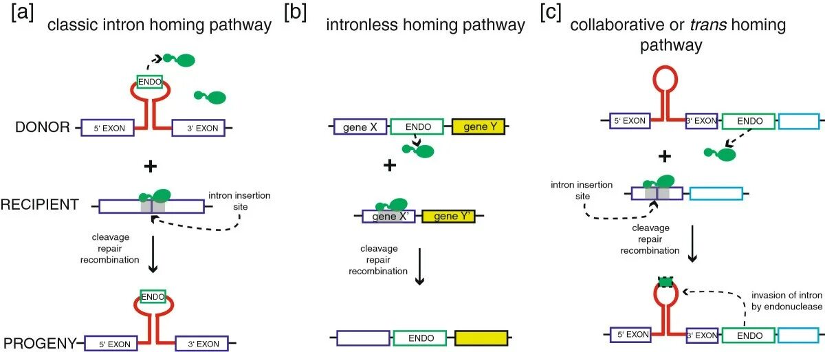 Homing method