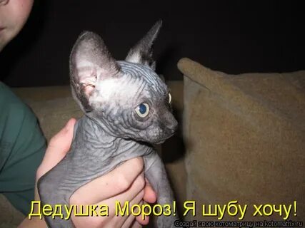 Стой верни