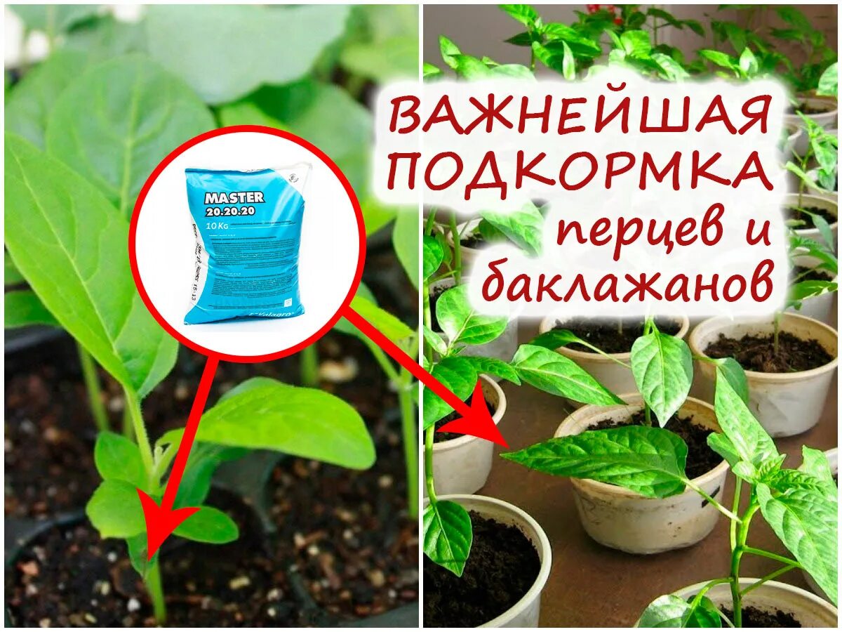 Перевалка рассады. Пикировка рассады томатов. Подкормка рассады перца. Рассада перца всходы. Рассада перца всходы.
