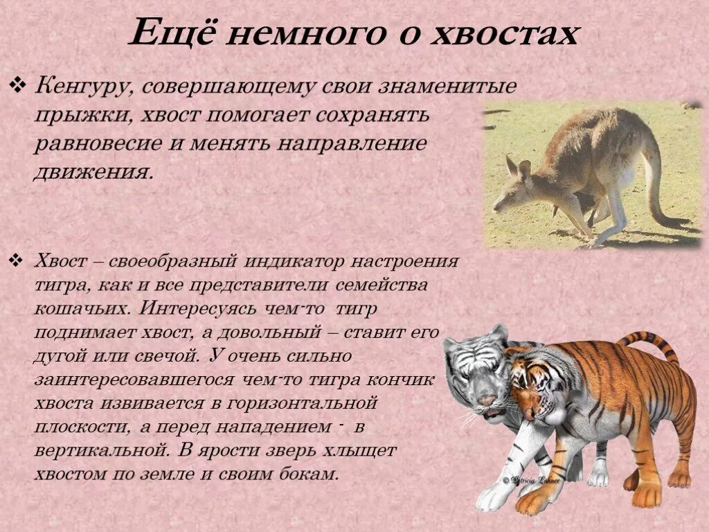 Какие функции выполняет хвост у млекопитающих. Зачем нужен хвост. для чего животным хвост. зачем животным хвосты презентация. зачем животным нужен хвост.
