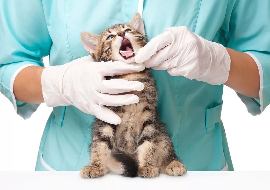Коте процедура