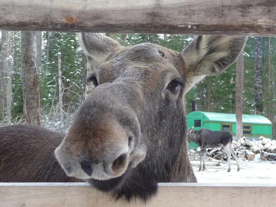 Лосеферма. Сумароковский заповедник в костромской области. Сумароковская лосеферма кострома зимой. Лосеферма. Лосеферма в печоро-илычском заповеднике.